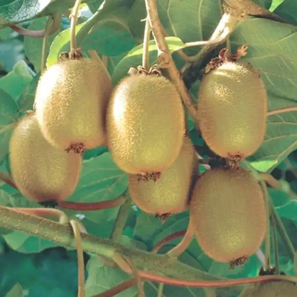 Hayward (termős) kiwi csemete
